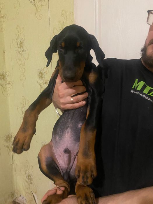 Цуценя добермана