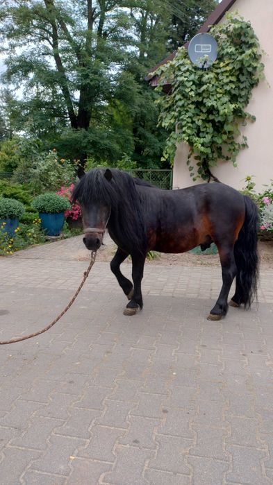Kucyk szetlandzki ogierek