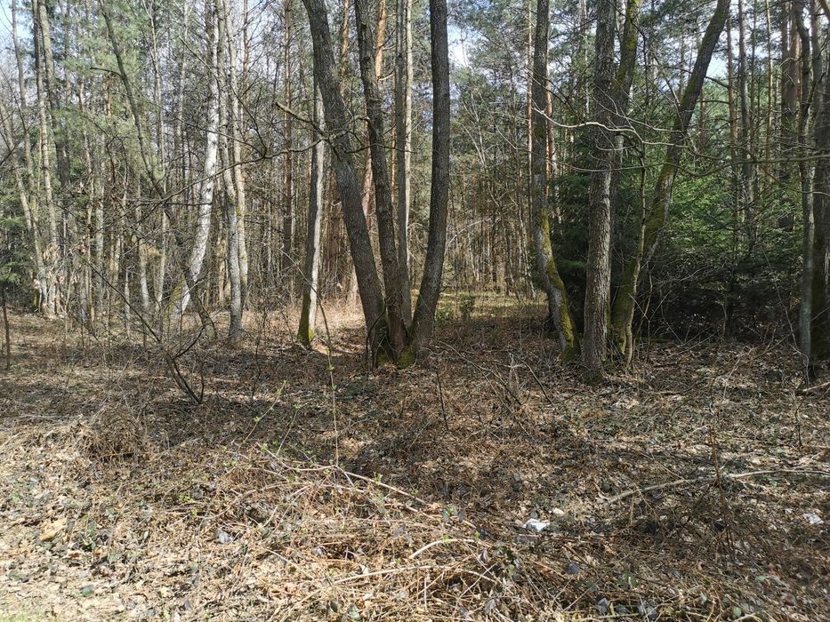 Działka nad zalewem sulejowskim