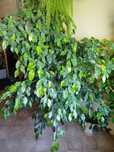 Ficus Benjamin - drzewko 1.5m