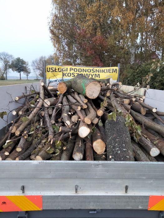 Wycinka i pielęgnacja drzew