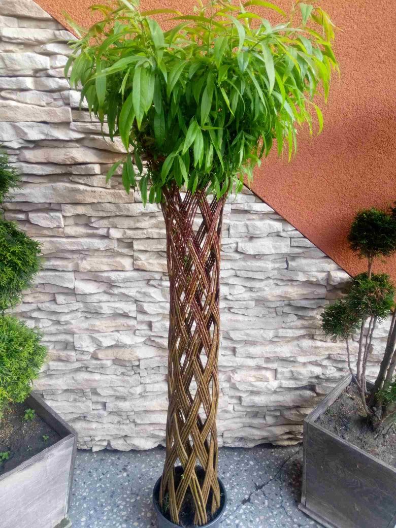Wierzba pleciona 180cm