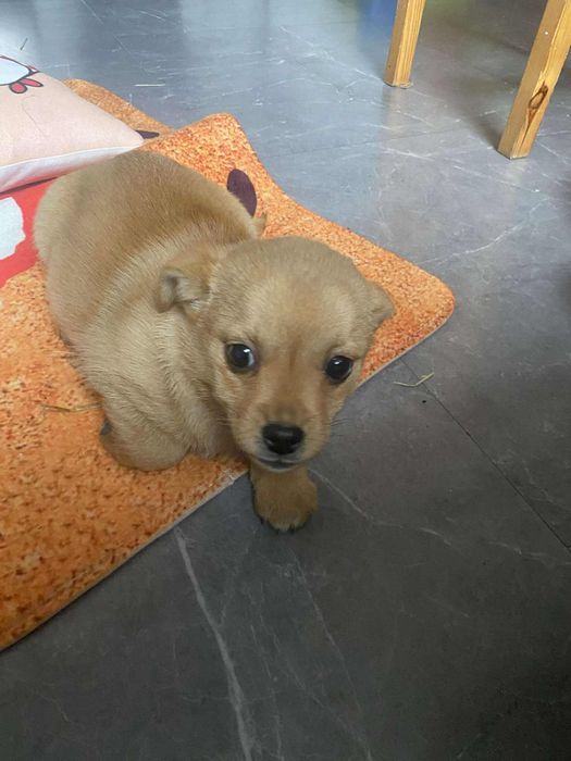 Oddam sunie w dobre ręce