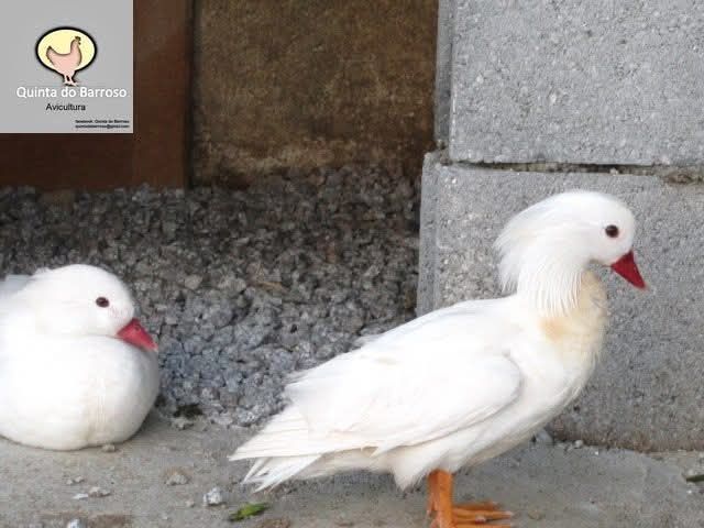 Pato mandarim branco