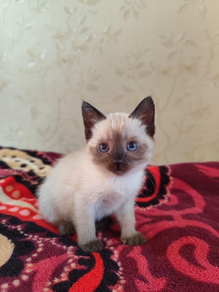 Сіамські кошенята