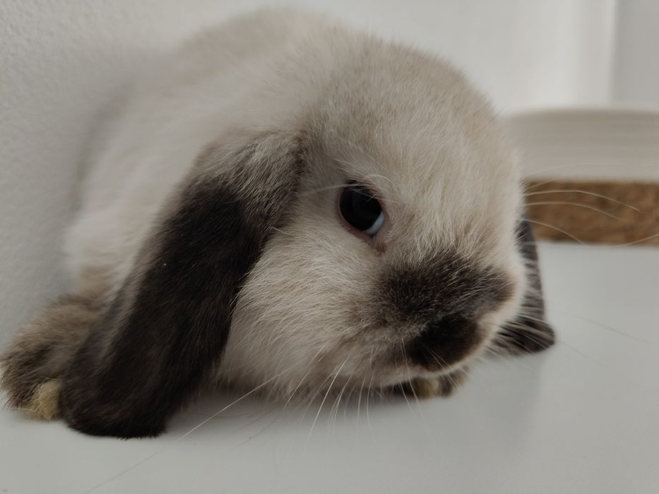 Mini Lop królik gotowe do odbioru