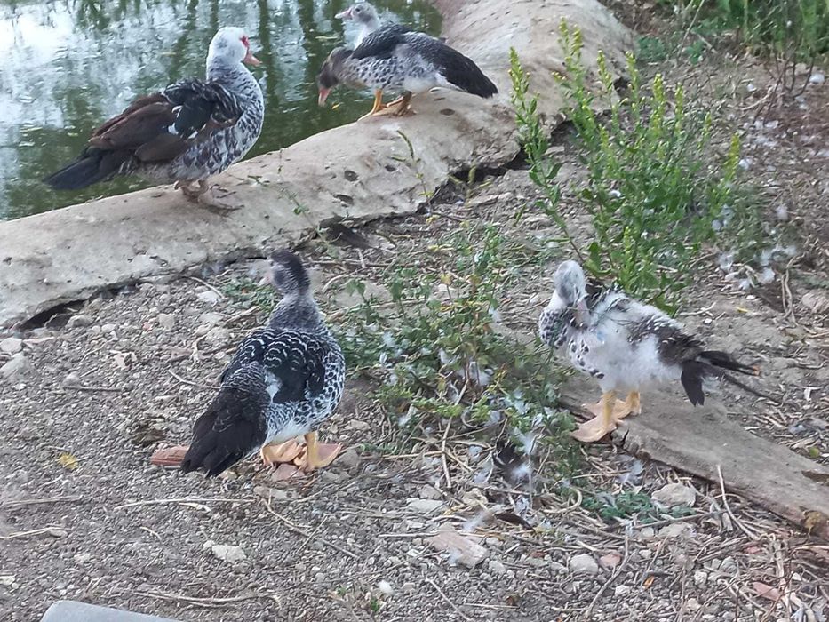 Patos Mudos Criados No Campo, 2 meses