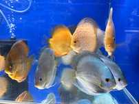 Paletki Discus Dyskowce Brown White Pigeon Red Rose 13-15