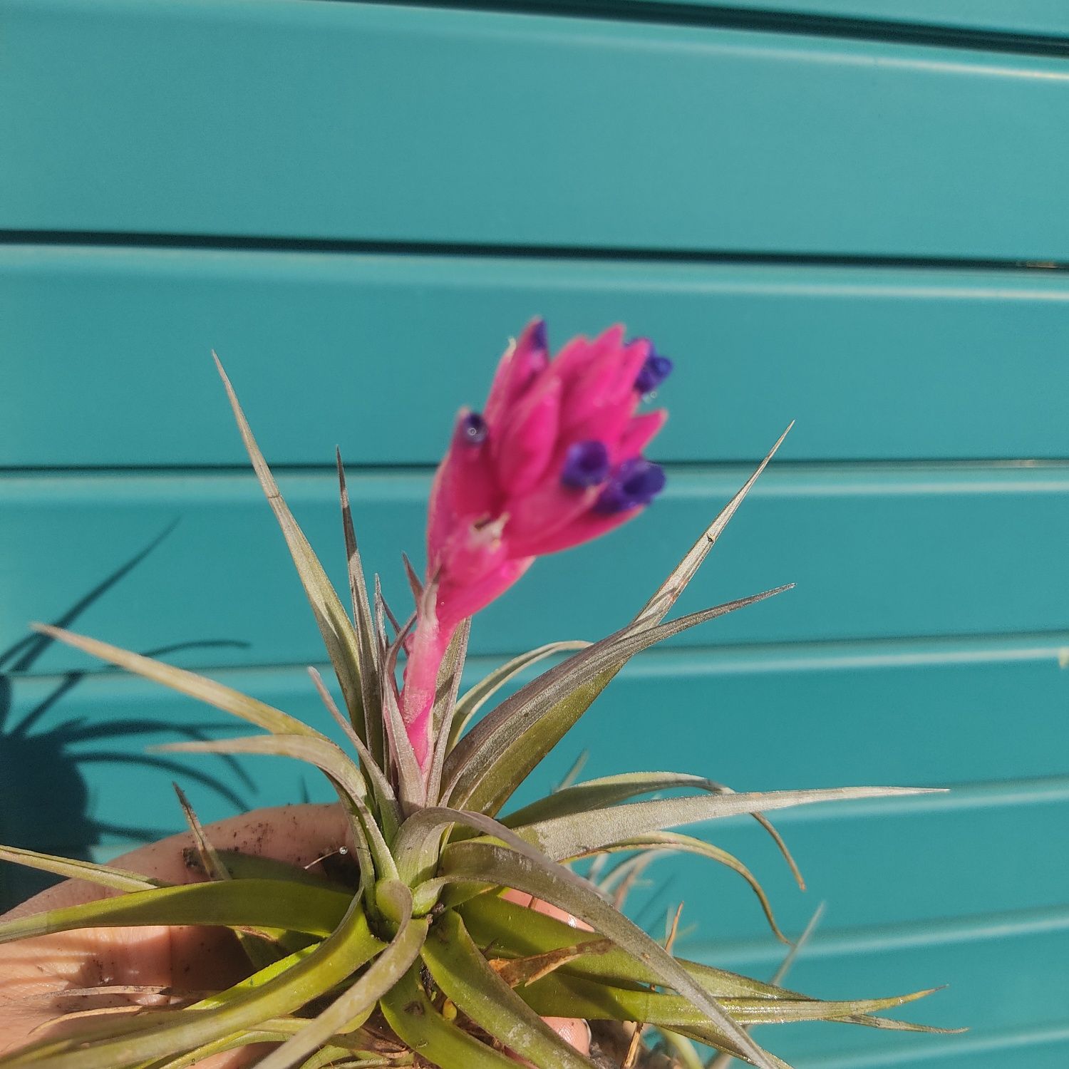 Cravo do ar,  Tillandsia aeranthos. Bromeleácea