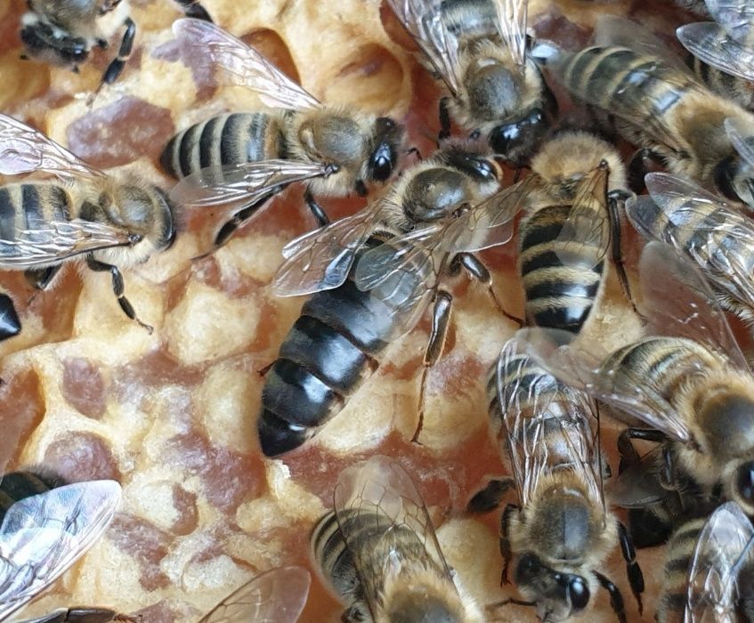 Бджоломатки  Карніка Sklenar line RL-F-1 4480 бджоли. матки