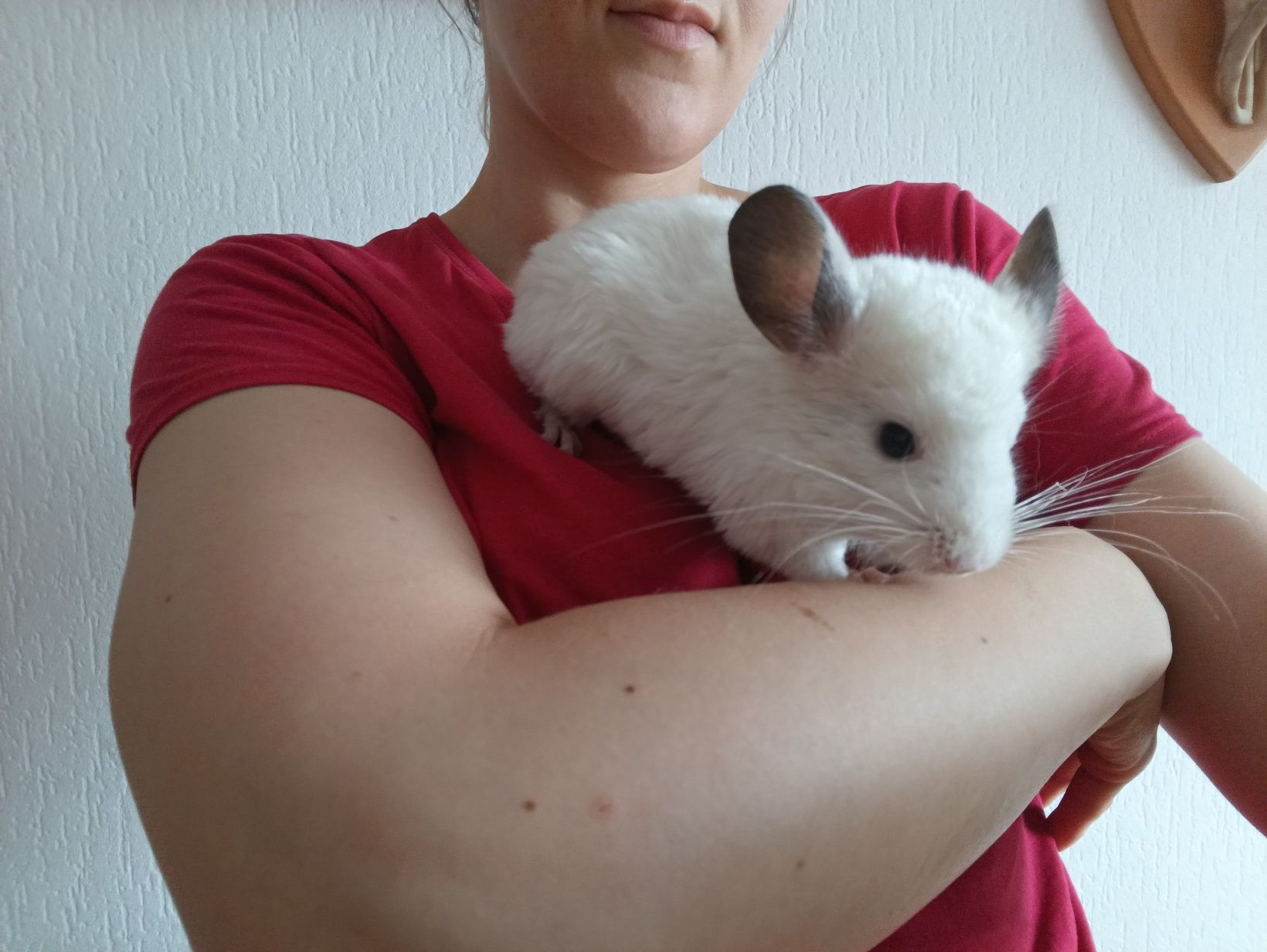 Młoda samiczka szynszyla biały Wilson szynszyl