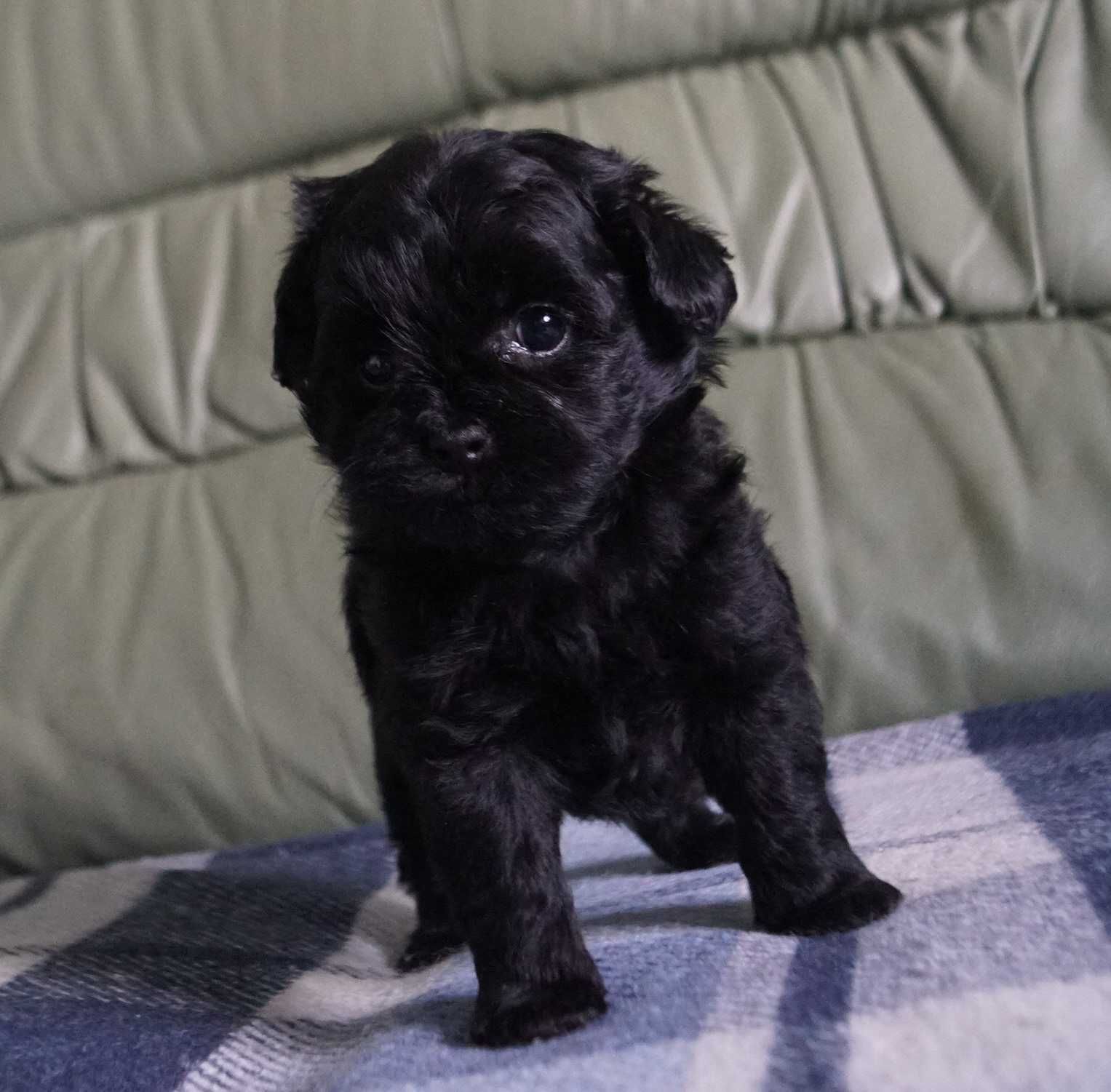Милейшая&маленькая юная девочка SpitzPoo/MaltiPoo cо сладкой мордочкой