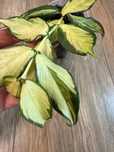 Hoja Polyneura Variegata