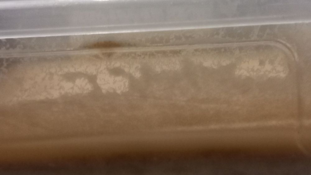 Живий та заморожений корм для акваріумних мешканців