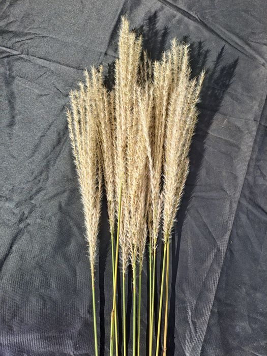 Suszona trawa ozdobna