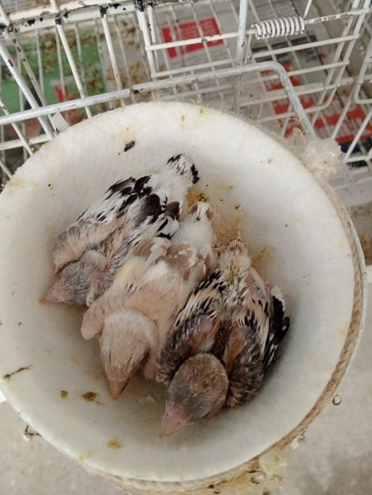 Tenho para ceder alguns pássaros