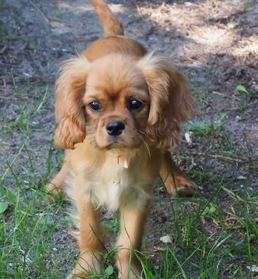 Cavalier King Charles Spaniel  - Piesek  ZKwP/FCI