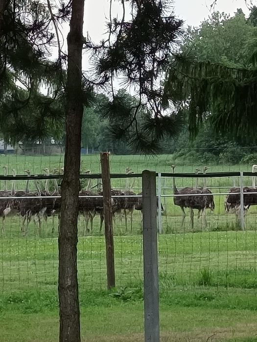 Struś afrykański roczny -samiec, strusie.