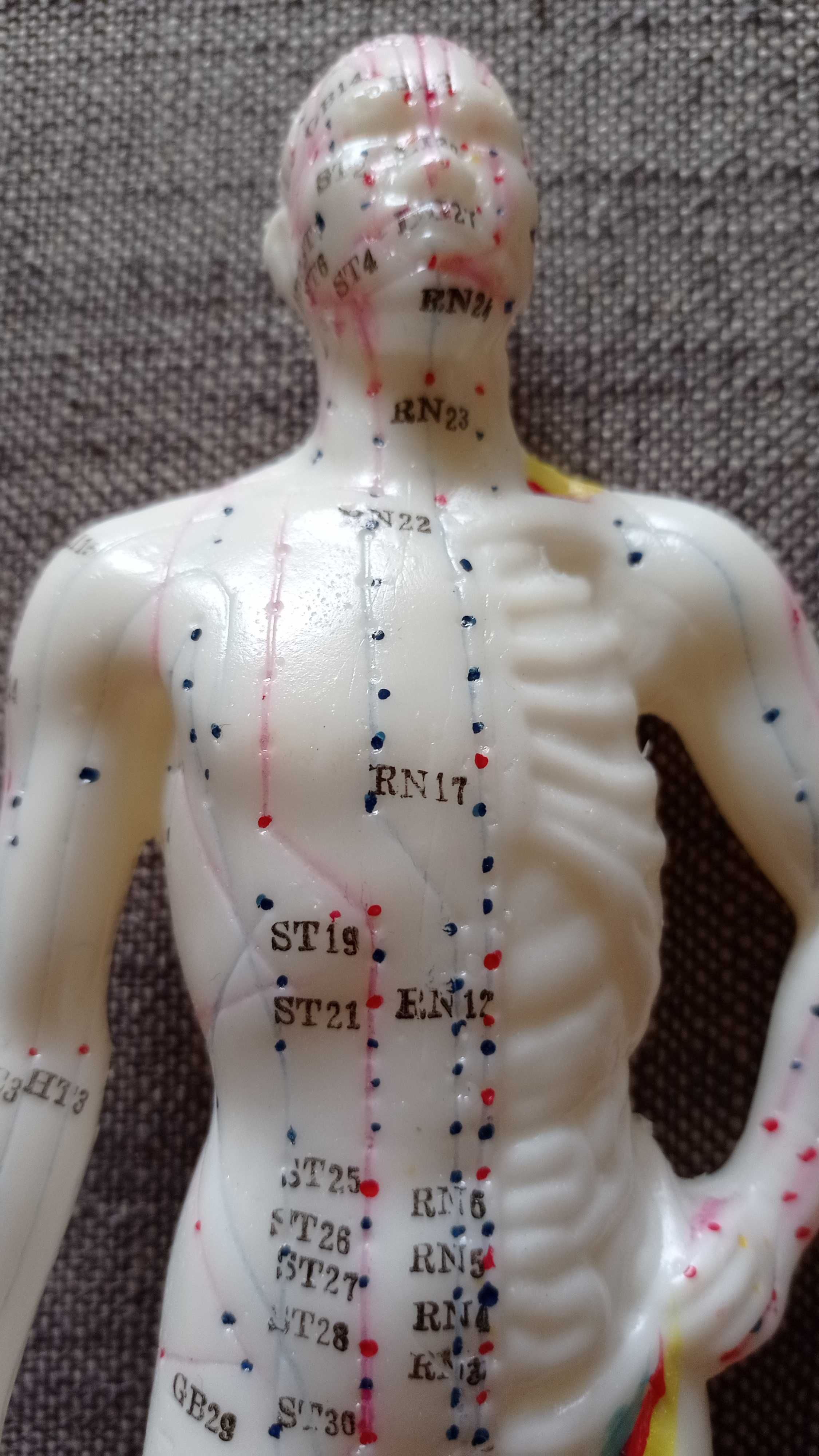 Figurka - Model męskiego ciała 26 cm- punkty akupunkturowe