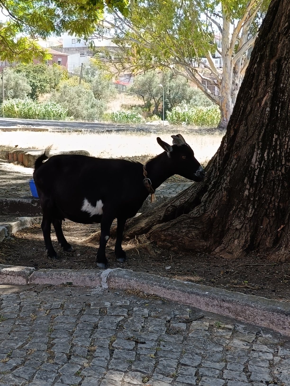 Cabra anã mais dois filhotes já independentes