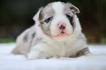Border Collie FCI