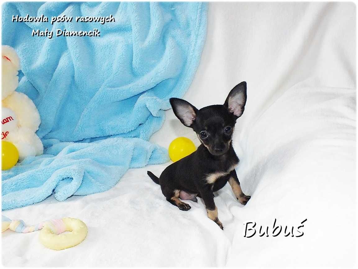 Mini Piesek BUBUŚ Ratlerek XS! Pinczer miniaturowy +Rodowód Do Odbioru