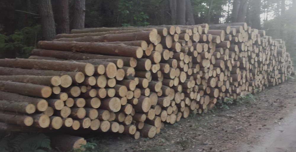 GRUBE SŁUPKI OGRODZENIOWE sosnowe 2,5m fi 8-12cm + siatka leśna