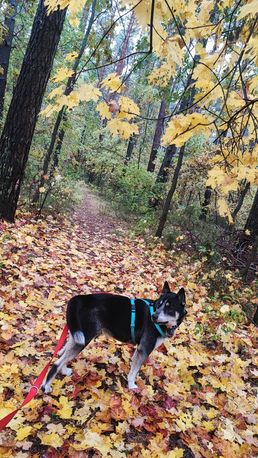 Ares pies w typie husky szuka aktywnego, kochającego domu