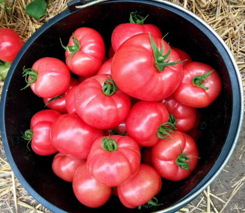 Sadzonki pomidorów szczepionych malinowe i bawole serce