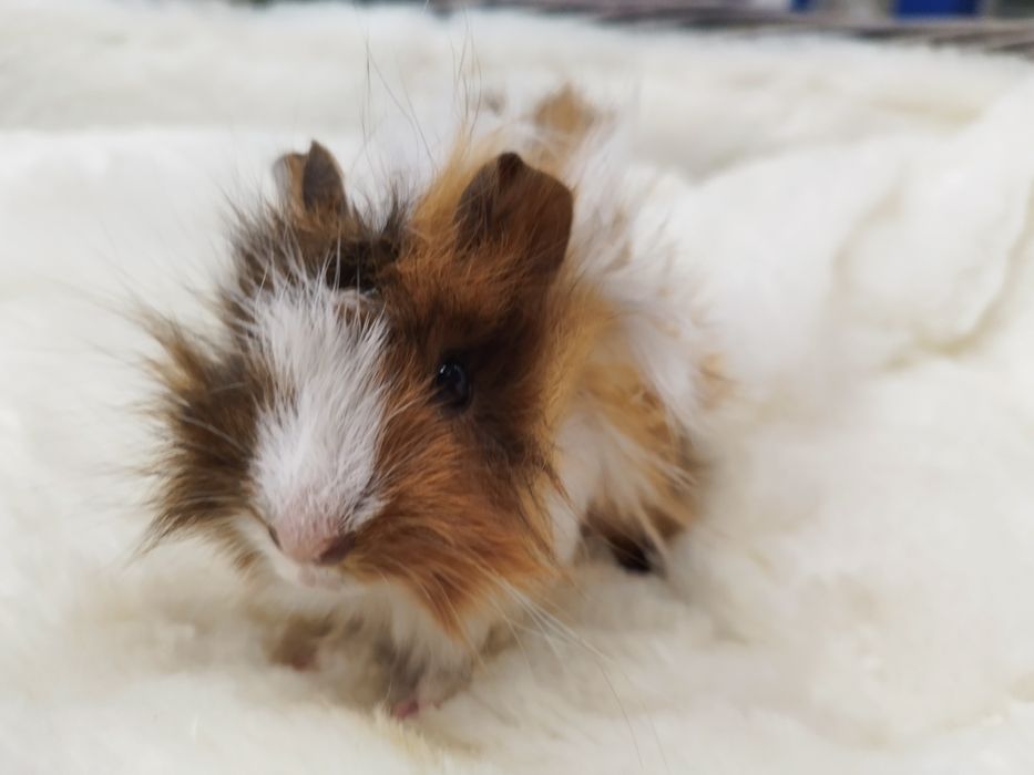 Świnka Morska Rozetka (samica) MASSON