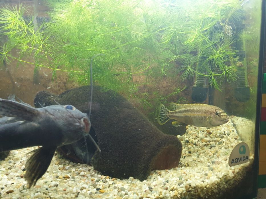 Меланохроміс ауратас і соми