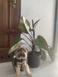 Filodendron ROJO CONGO philodendron