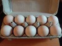 Duże wiejskie jajka XL i nie tylko