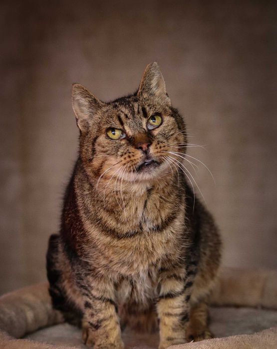 Doświadczona i kochająca kotka Łucja pragnie ciepłego domu