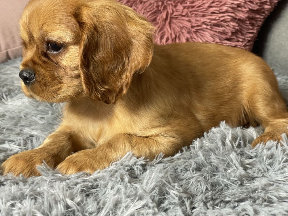 Cavalier King Charles Spaniel