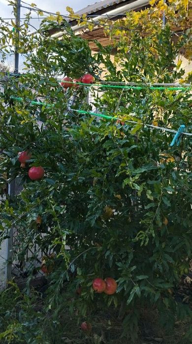 Саженцы инжира Шави Легви