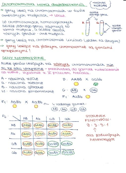 Biologia / notatki / matura / liceum / pdf / GENETYKA