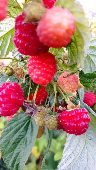 Малина красная  ранняя ремонтантная  сорта , Брусвяна.