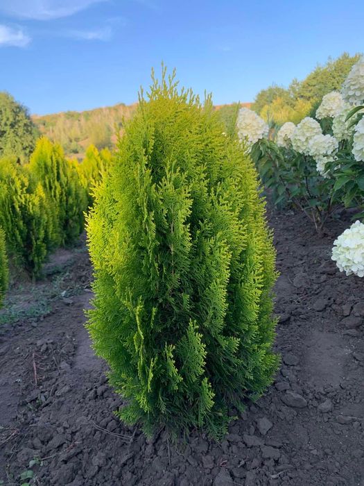 Туя східна ауреа нана