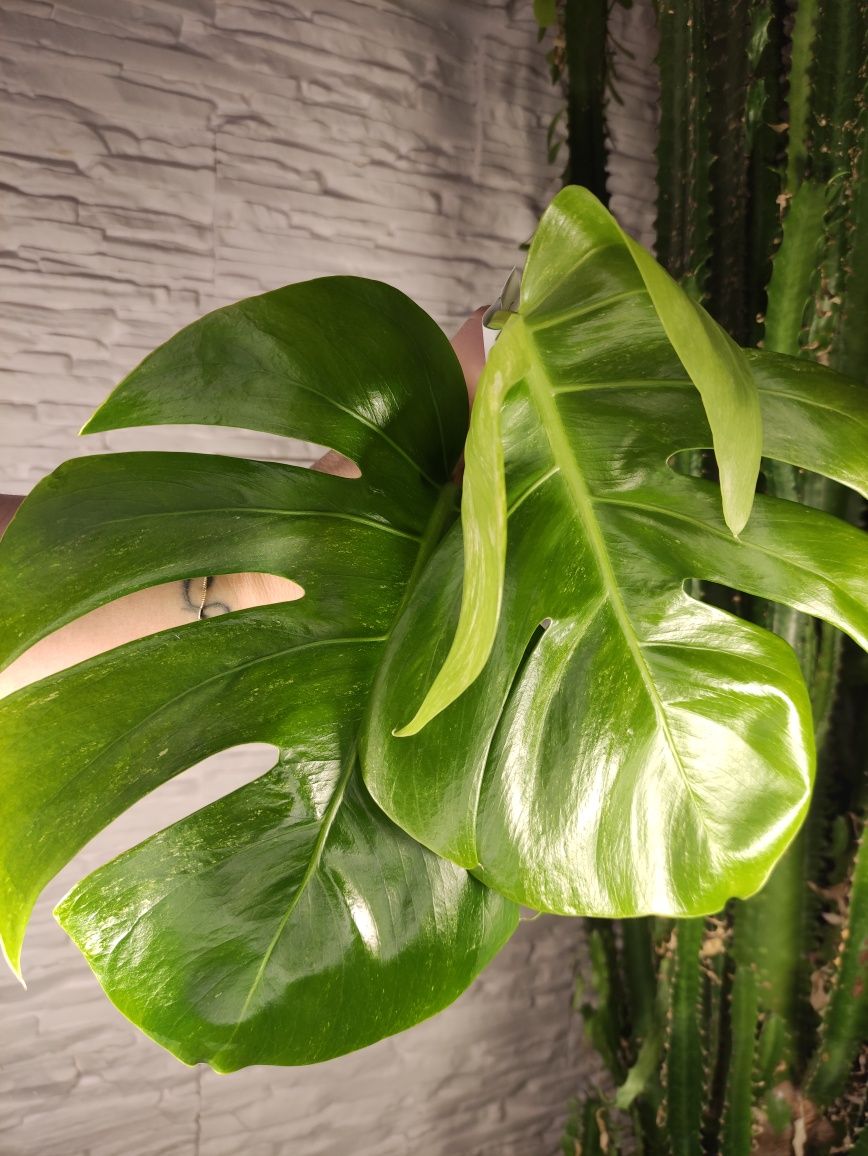 Monstera variegata SZCZYT 9e