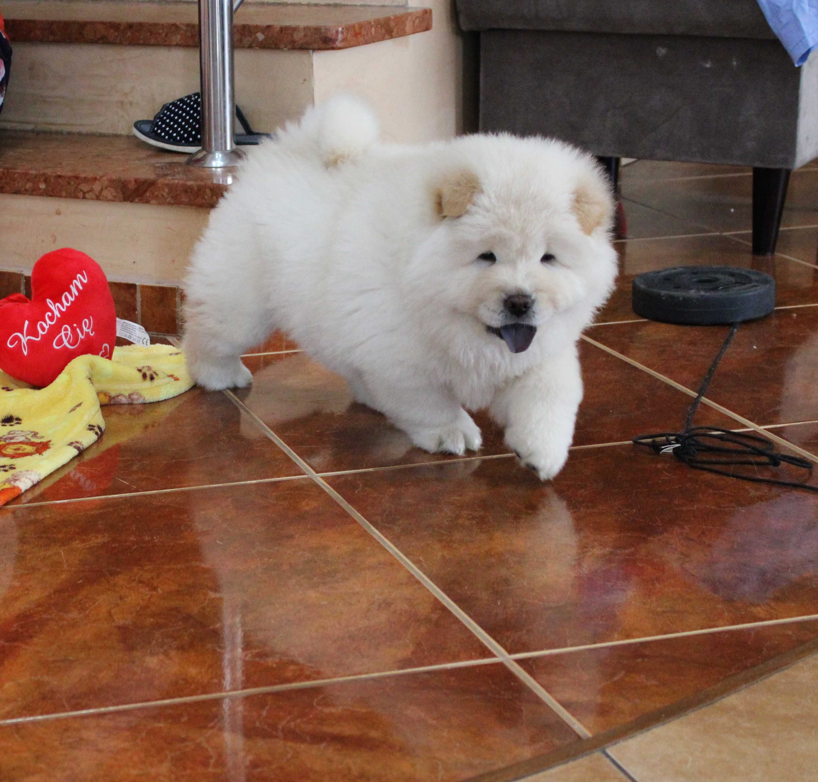 Piesek chow chow