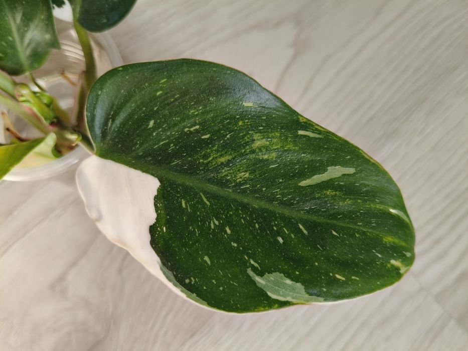 Philodendron white princes