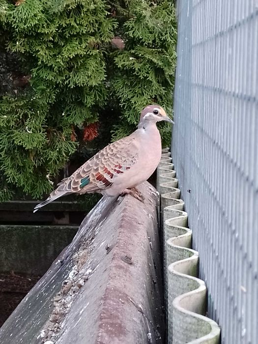 Gołąb miedzianoskrzydły, gołębie miedzianoskrzydłe