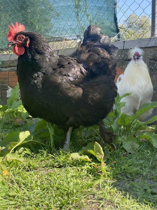 Ovos Caseiros das minhas Galinhas