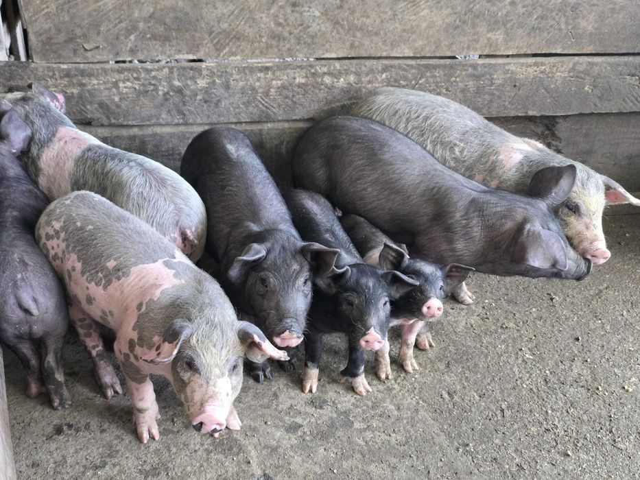 filhotes de porco para venda