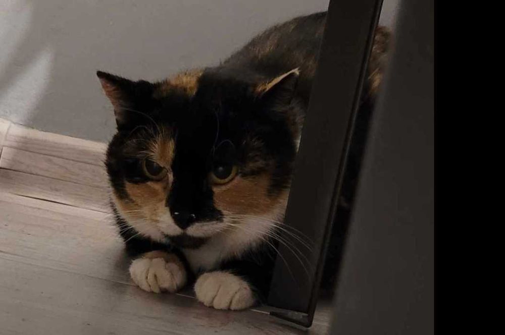 Piękna Izunia poleca się do adopcji;)