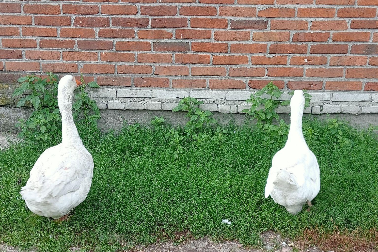 Gęś Gęsi Para Białe gąski