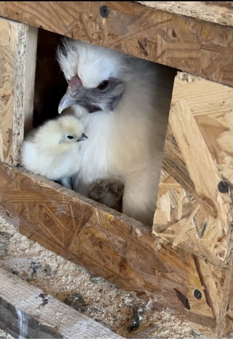 Китайські шовкові кури (пухові, декоративні) ,Silkie