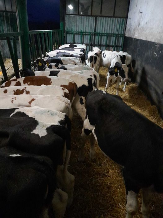 Byczki,żarłoki,duże, 20 szt bez mleka na stałej paszy