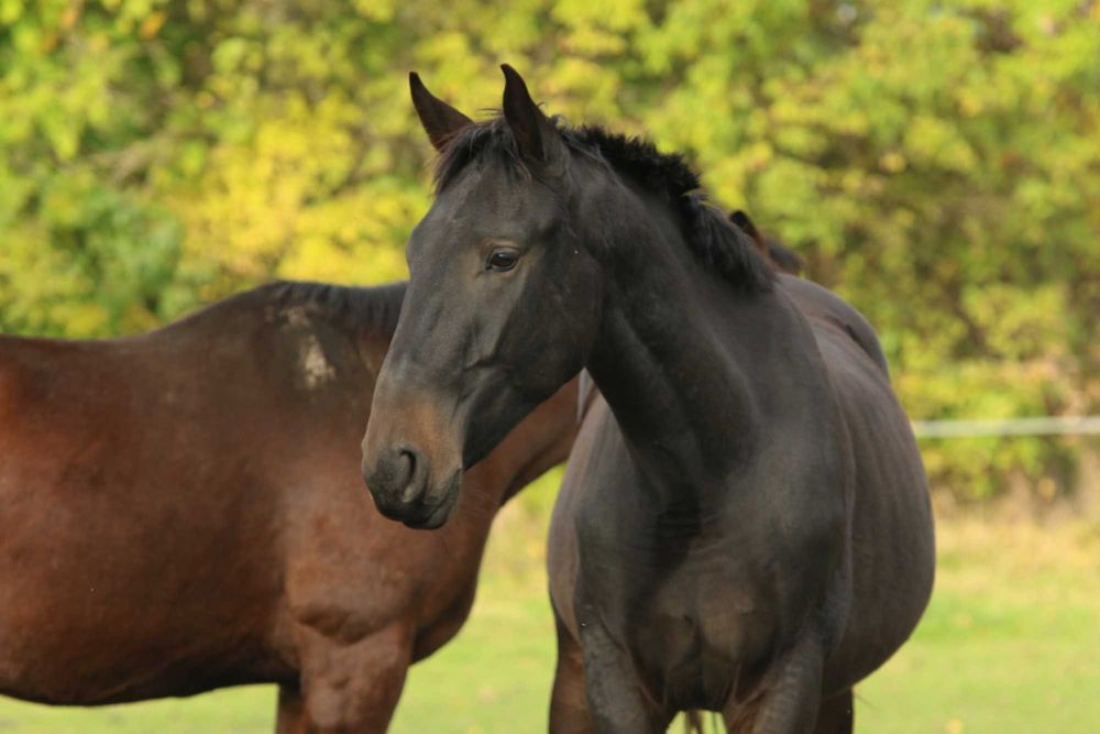 Młody ogier rasy śląskiej